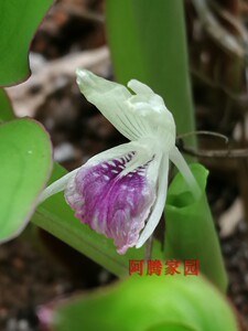 紫姜黑姜小花山奈乌姜黑心姜紫心姜科山柰属观赏食用泰国人参姜花