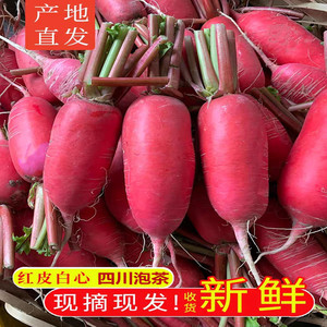 新鲜红皮白心泡菜萝卜四川农家自种当季蔬菜现拔胭脂萝卜水果萝卜