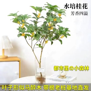 水培桂花盆栽树苗盆栽水养室内桌面四季桂花鲜切马醉木绿植鲜花