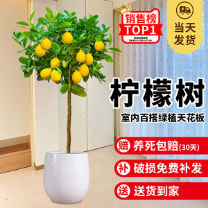 香水柠檬树苗盆栽带果可食用客厅绿植大型植物室内阳台四季花卉