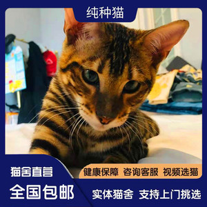 玩具虎猫纯种孟拉加豹猫幼崽猫虎纹猫幼猫猫咪活物宠物猫幼崽活体
