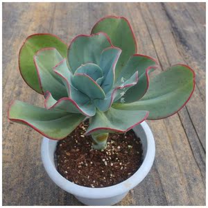 超大株瑞蝶老桩多肉植物稀有品种贵货室内景观绿植防辐射花卉盆栽