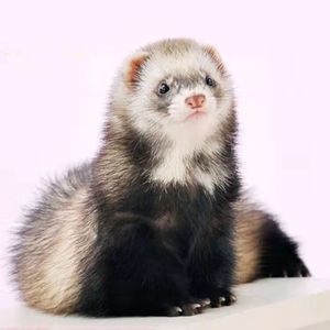 00tb5650850_2013淘宝国产雪貂,水貂幼崽50定金0人付款50.