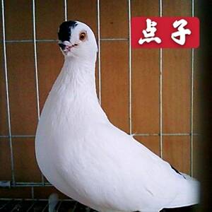 【点子鸽】观赏鸽子活体种鸽一对包邮包活北京点子紫头点子扬州