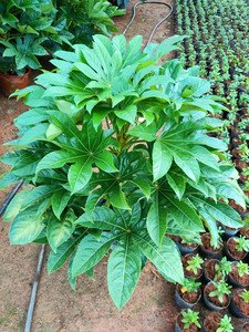 八角金盘大型大叶绿植盆栽四季常青抗寒客厅庭院观叶植物包邮发货