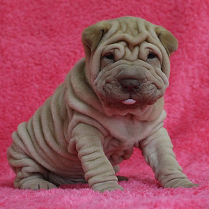 纯种沙皮犬幼犬憨厚褶皮老虎狗短毛犬活体短腿老虎嘴巴哥犬宠物狗