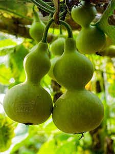 张永平2009淘宝中宝葫芦种又叫中号胖墩可做酒葫芦种特大小八宝文玩