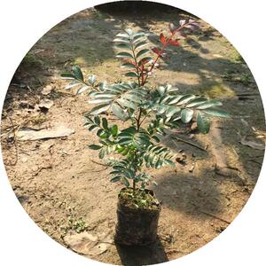 21新正宗清香木树苗 驱蚊红芽树苗云南细叶楷木 香叶子紫油木绿植