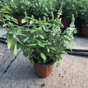 九层塔盆栽可食用罗勒叶金不换苗香料薄荷绿植迷迭香紫苏驱蚊植物