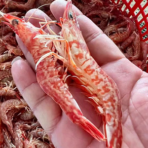 刺身樱花虾海捕新鲜冷冻海鲜水产火焰虾赤米虾红虾非牡丹鳌虾500g