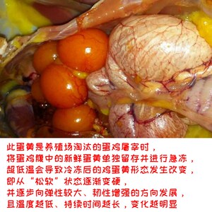 5斤生鸡蛋黄卵新鲜冷冻狗吃喂猫烘d干蛋黄碎宠物食用自制粮粉零食