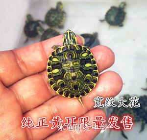 黄头龟活深水海龟苗淡水黄耳侧颈龟黄头龟活体黄耳龟深韩款原创