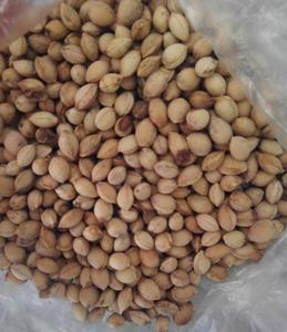 吉塞拉樱桃树种子梅桃山豆子樱桃可嫁接各种樱桃砧木当年新采种子