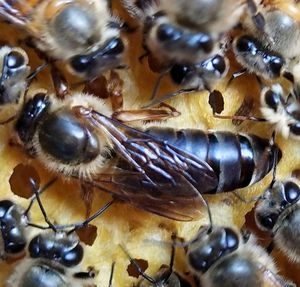 蜂王种王枣红王