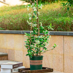 风车茉莉盆栽带花苞庭院阳台爬藤植物四季开花好养花卉浓香型大苗