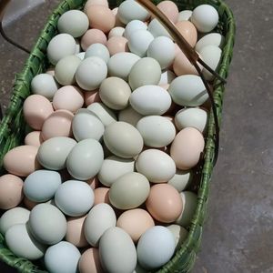 山林散养溜达土鸡蛋50枚颜色随机，大小不均匀  预约新鲜蛋发货慢