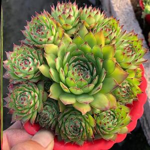 观音莲植物老桩小盆景观音莲锦多肉植物观音莲群生多头老桩带仔室