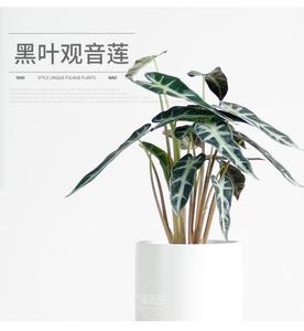 小仙女玉观音黑叶芋竹芋黑叶观音莲植物办公桌室内花卉绿植盆栽