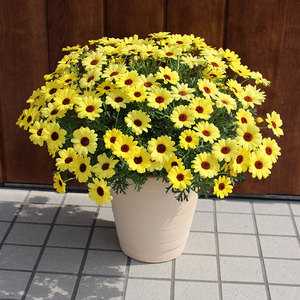 玛格丽特盆栽虹越糖果色格兰黛丝黄绣球草花木春菊蓬篙菊花苗预售