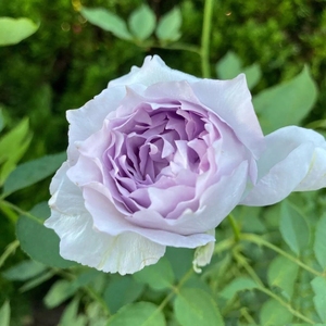 00同款货源一六八园艺淘宝河本光之天使路西法月季花浓香灌木耐热