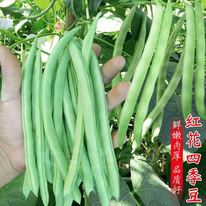 无筋架豆王种子泰国无筋豆种籽豆角长芸豆农家蔬菜四季豆豇豆种子