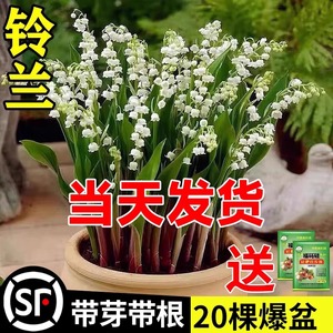 铃兰花苗盆栽耐寒植物带花苞种球四季开室内外阳台好养花卉绿植玲