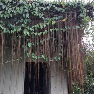 锦屏藤爬藤植物珠帘藤蔓盆栽锦屏藤苗蔓地榕珠帘藤一帘幽梦富贵帘