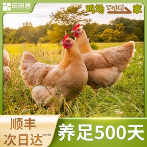 田园居老母鸡公鸡养足500天2-2.5斤现顺丰冷链发货