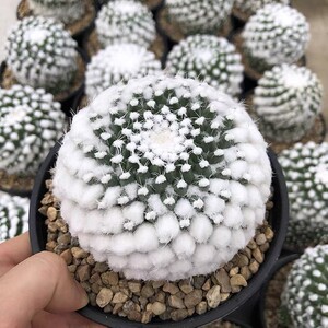 四海园艺 雪糕实生根仙人球稀有品种白毛雪顶乳突属多肉植物