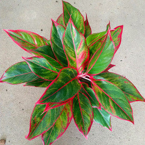 粗肋草万年红小盆栽彩叶植物室内桌面客厅宿舍花卉吸甲醛喜庆绿植