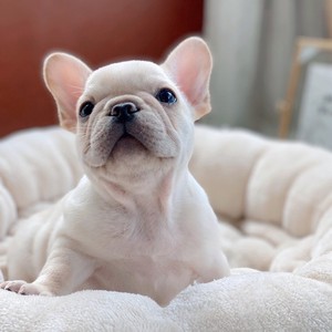 纯种法牛幼犬法国斗牛犬奶油法斗红牛蓝牛英牛小型犬活体犬宠物狗