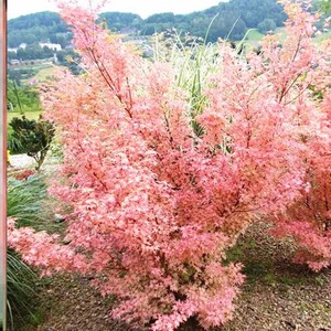 泰勒枫树 粉红色系阳台盆栽观赏植物槭树进口彩叶日本红枫树苗