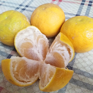 湖南湖北野生臭皮柑新鲜孕妇水果黄皮苦药柑枳壳抛柑泡酸柑子5斤