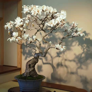 【买一发5】重辦玉兰花苗盆栽矮化盆景四季浓香型花卉耐寒植物