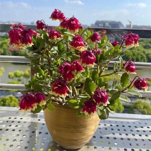 007人付款淘宝灯笼花盆栽别墅庭院阳台四季开花好养爬藤植物花园蔓性