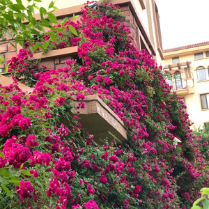 蔷薇花苗爬藤爬墙 月季大苗带花苞阳台四季开花庭院 玫瑰盆栽花卉