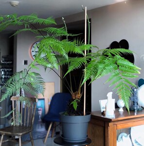 一叶蕨类植物造景盆栽精品合集耐寒大型波斯顿鳞毛蕨禅意水培绿植