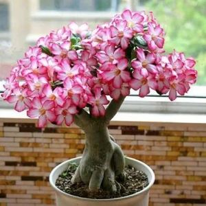 沙漠玫瑰的花盆