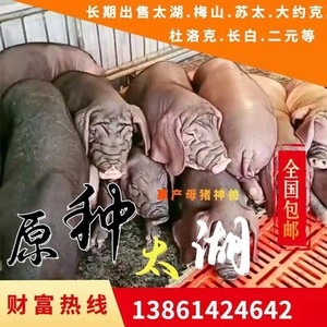 0033人付款淘宝原种长白母猪纯种大白约克二元高产太湖苏太黑种猪小