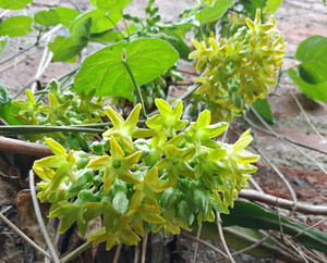 藤本千里香夜兰花食用藤本夜来香盆栽 驱蚊夜兰花苗 星状花瓣