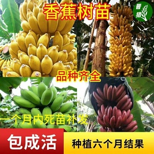 香蕉树苗南方四季苹果蕉红皮矮化芭蕉抗寒室内盆栽种植水果树包邮