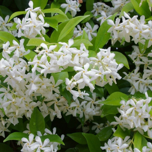 意大利风车茉莉