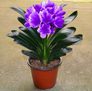 大花君子兰带花苞