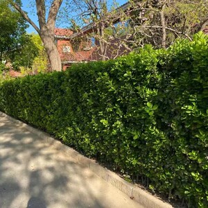 冬青树苗北海道树苗北海道黄杨苗大叶黄杨绿篱篱笆苗四季常青绿篱