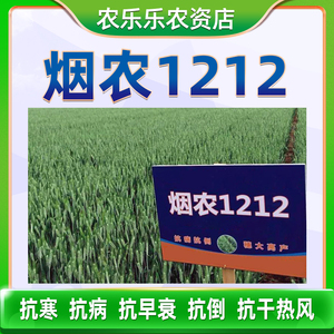 烟农1212高产小麦种子硬质麦优质强筋大田冬小麦籽