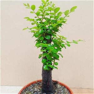 四季物青小叶紫h檀l盆景u树苗室内植盆办公室桌面绿植常栽防辐射