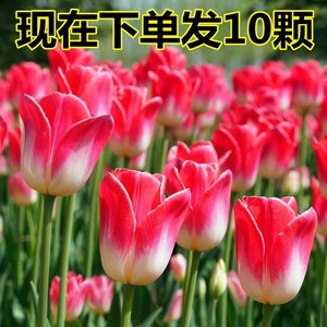 郁金香种球盆栽花卉观花植物室内花种子四季水养带芽土培阳台种植