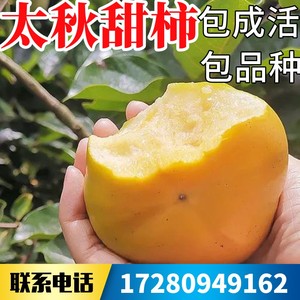 太秋甜柿树苗南北方庭院果树大树盆栽嫁接老桩柿子树果苗当年结果