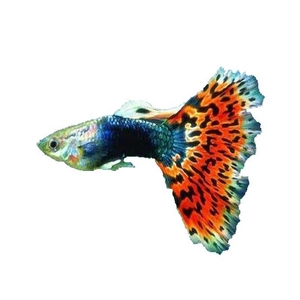 欧洲进口代七彩蕾丝孔雀鱼小鱼苗刚出生鸿运当头纯种泡泡怀孕母鱼