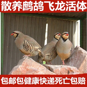 生态放养鹧鸪活体鸟飞龙石鸡呱呱鸡包美国鹧鸪鸟鹌鹑鸽子包活健康